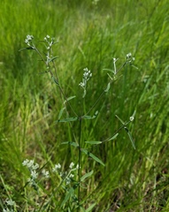 Eupatorium leucolepis