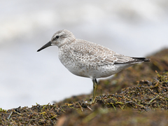 Calidris canutus rufa