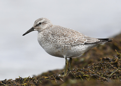 Calidris canutus rufa