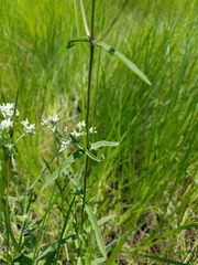 Eupatorium leucolepis