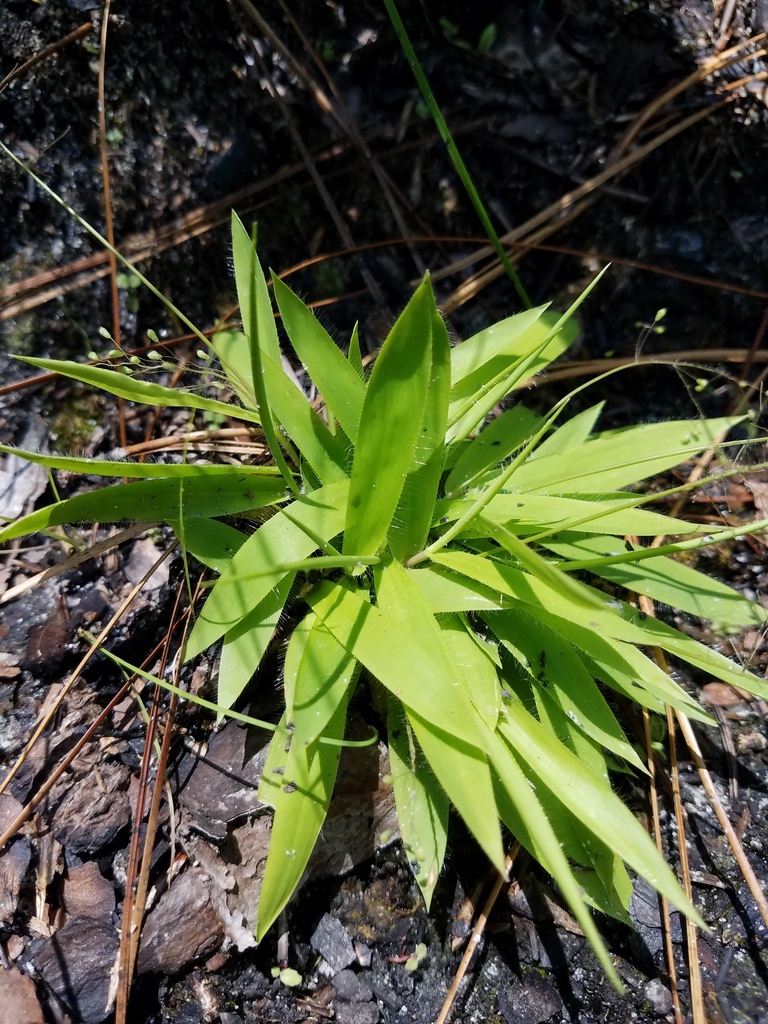 Roughhair Rosette Grass
