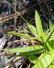 Dichanthelium strigosum