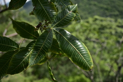 Bursera kerberi