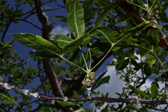 Bursera kerberi
