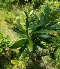 Morella caroliniensis
