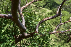 Bursera kerberi