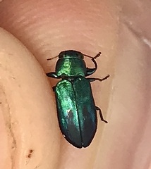 Chrysobothris lucana