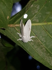 Thagona tibialis
