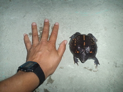 Rhinophrynus dorsalis