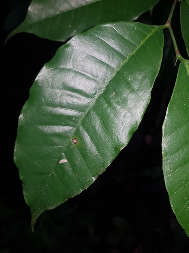 Brosimum alicastrum - Leaves