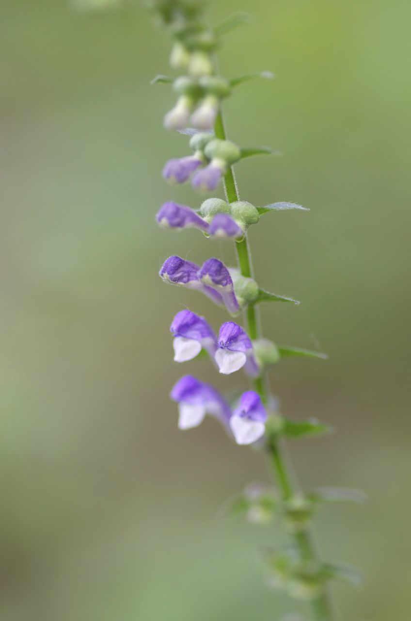 Scutellaria altissima
