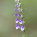 Somerset Skullcap - Photo (c) Nuuuuuuuuuuul, some rights reserved (CC BY)