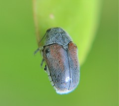 Megalostomis dimidiata