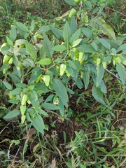 Physalis longifolia longifolia