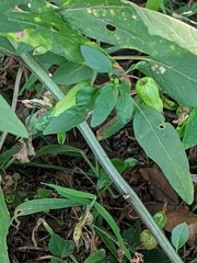 Physalis longifolia longifolia