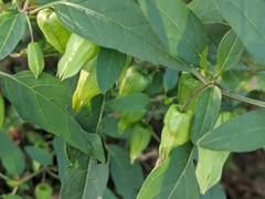 Physalis longifolia longifolia