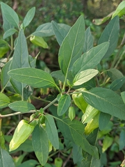 Physalis longifolia longifolia