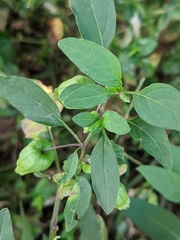 Physalis longifolia longifolia