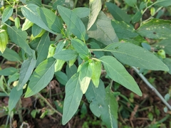 Physalis longifolia longifolia