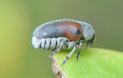 Megalostomis dimidiata