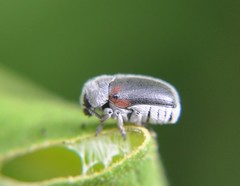 Megalostomis dimidiata