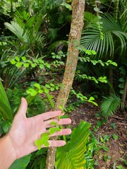 Erythroxylum brevipes