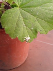 Arachosia praesignis