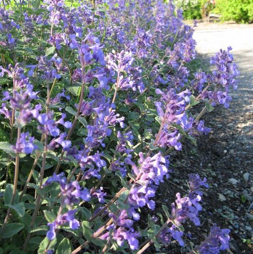 Garden Cat-mint (Nepeta faassenii)
