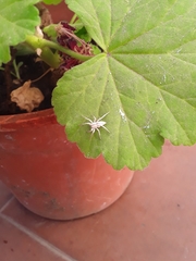 Arachosia praesignis