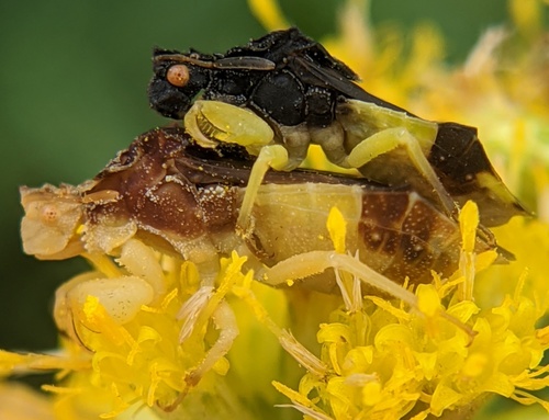 Pennsylvania Ambush Bug photo 3