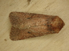 Protorthodes curtica