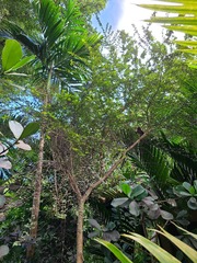 Erythroxylum brevipes