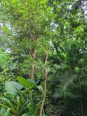 Erythroxylum brevipes