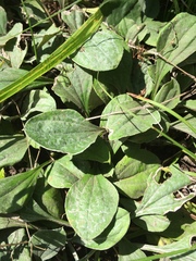 Antennaria parlinii fallax