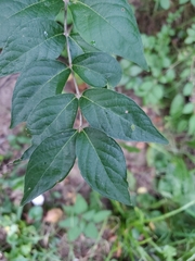Lonicera maackii