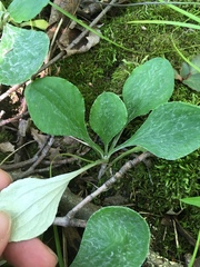 Antennaria parlinii fallax