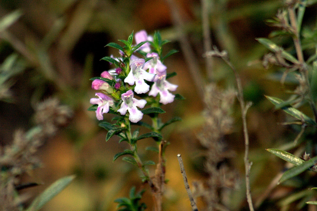Winter savory