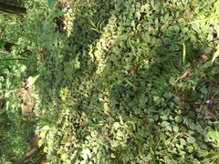 Antennaria parlinii fallax