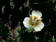 Calochortus subalpinus