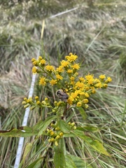Solidago glomerata