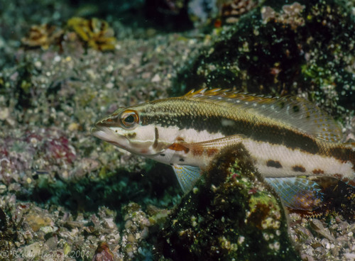 Barred Serrano