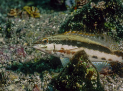 Serranus psittacinus