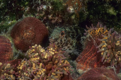 Malacoctenus tetranemus