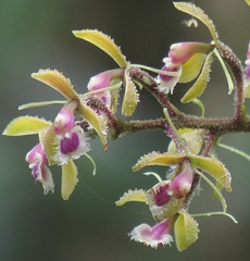 Epidendrum goodspeedianum
