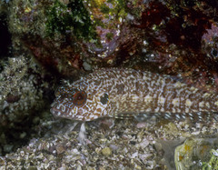 Gobioclinus dendriticus