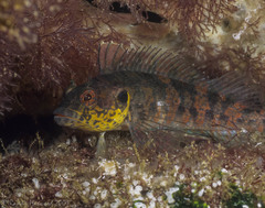 Gobioclinus dendriticus