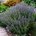 Hyssop - Photo (c) peganum, some rights reserved (CC BY-SA)