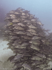 Haemulon scudderii