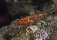 Lepidonectes corallicola