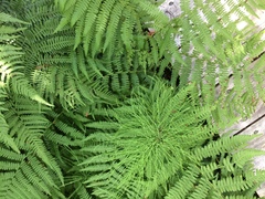 Equisetum sylvaticum image